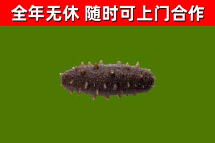 秀屿回收海参干